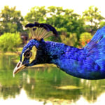 桂林 Peacock by the lake Photography | 攝影    [ 潘俊宏 Arttopan -艺术家 artist ]