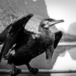 桂林 Cormorant Ready To Go Fishing Photography | 攝影    [ 潘俊宏 Arttopan -艺术家 artist ]