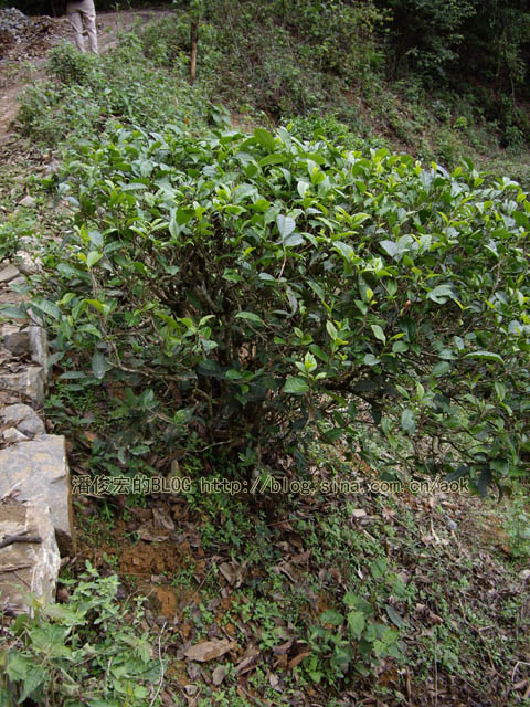 蛮砖(曼庄)-普洱茶的毛茶/潘俊宏 评鉴(图片暂缺) Life tea | 生活禪茶  评鉴 潘俊宏 毛茶 曼庄 普洱茶   [ 潘俊宏 Arttopan -艺术家 artist ]