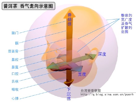 普洱茶香气走向示意图及味觉图