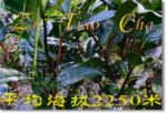 2006新茶之选－南糯之香爽(转贴 无味的BLOG) Life tea | 生活禪茶  转贴 糯之香爽 无味 新茶   [ 潘俊宏 Arttopan -艺术家 artist ]