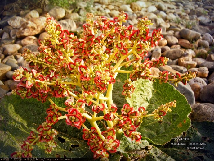 【实拍】绚丽新疆五彩滩的奇幻调色盘(潘俊宏摄影/组图85张) Photography | 攝影  调色盘 绚丽 组图 潘俊宏 摄影 实拍 奇幻 五彩   [ 潘俊宏 Arttopan -艺术家 artist ]