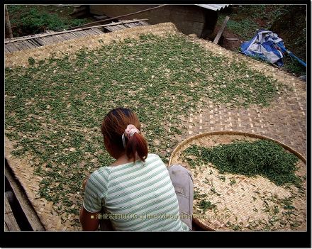 2007/5/16 新司土的"老婆婆茶"及龙帕的"热情茶" Life tea | 生活禪茶  龙帕 老婆婆 热情 新司土 因茶   [ 潘俊宏 Arttopan -艺术家 artist ]