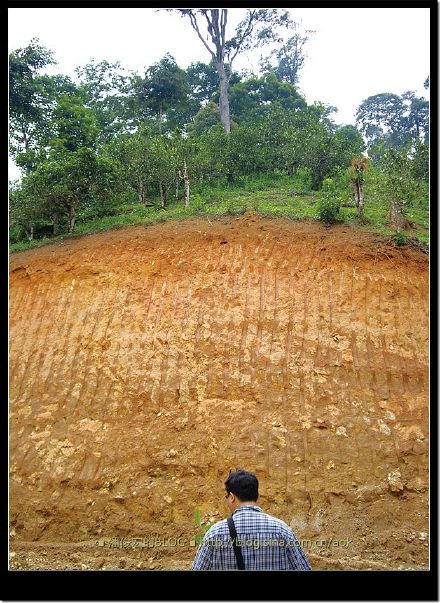 2007/5/12 南糯山栽培型古茶树(勐海-景洪路边) Life tea | 生活禪茶  路边 茶树 糯山 栽培 景洪 勐海   [ 潘俊宏 Arttopan -艺术家 artist ]