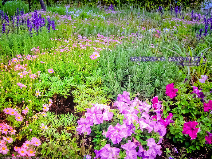 转转-台北花博会/台北国际花卉博览会(桌面壁纸下载) Blog  转转 花博会 花卉 桌面壁纸 国际 台北 博览会 下载   [ 潘俊宏 Arttopan -艺术家 artist ]