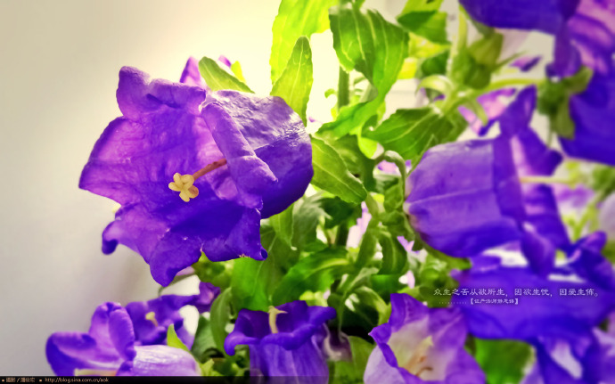 万象映像：彩钟花(风铃草) Canterbury bells(2560x1600壁纸下载) Blog  风铃 映像 彩钟花 壁纸 下载 万象 x canterbury bells   [ 潘俊宏 Arttopan -艺术家 artist ]