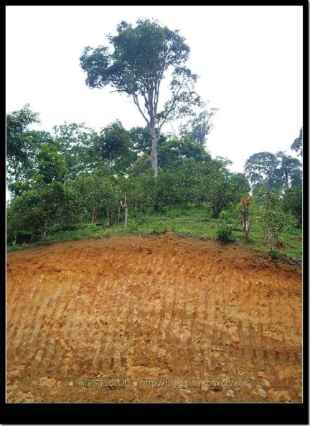 2007/5/12 南糯山栽培型古茶树(勐海-景洪路边) Life tea | 生活禪茶  路边 茶树 糯山 栽培 景洪 勐海   [ 潘俊宏 Arttopan -艺术家 artist ]