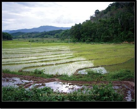 2007/5/16 新司土的"老婆婆茶"及龙帕的"热情茶" Life tea | 生活禪茶  龙帕 老婆婆 热情 新司土 因茶   [ 潘俊宏 Arttopan -艺术家 artist ]