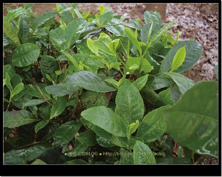 2007/5/14 与小绵羊往基诺山（攸乐古茶山）出发 Life tea | 生活禪茶  茶山 攸乐古 小绵羊 基诺 出发   [ 潘俊宏 Arttopan -艺术家 artist ]