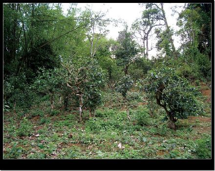 2007/5/16 新司土的"老婆婆茶"及龙帕的"热情茶" Life tea | 生活禪茶  龙帕 老婆婆 热情 新司土 因茶   [ 潘俊宏 Arttopan -艺术家 artist ]