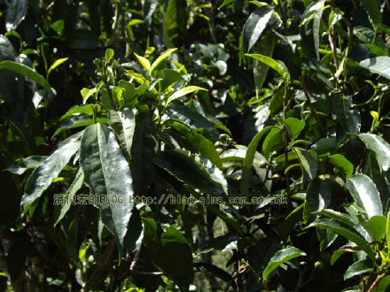 勐龙(勐宋,苦茶)-普洱茶的毛茶/潘俊宏 评鉴