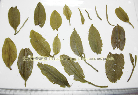 【银毫饼】天润祥茶业-2007年生茶/评鉴 潘俊宏 Life tea | 生活禪茶  银毫 评鉴 茶业 潘俊宏 天润祥   [ 潘俊宏 Arttopan -艺术家 artist ]