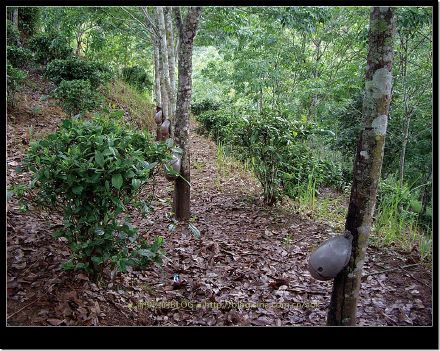 2007/5/14 与小绵羊往基诺山（攸乐古茶山）出发 Life tea | 生活禪茶  茶山 攸乐古 小绵羊 基诺 出发   [ 潘俊宏 Arttopan -艺术家 artist ]