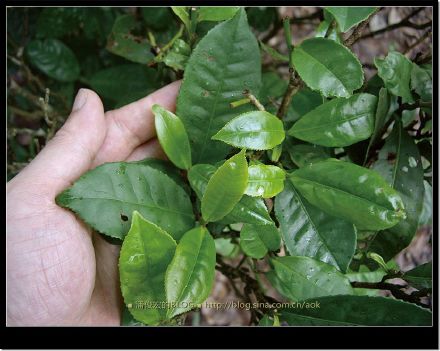 2007/5/14 与小绵羊往基诺山（攸乐古茶山）出发 Life tea | 生活禪茶  茶山 攸乐古 小绵羊 基诺 出发   [ 潘俊宏 Arttopan -艺术家 artist ]