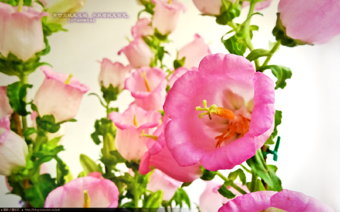 万象映像：彩钟花(风铃草) Canterbury bells(2560x1600壁纸下载) Blog  风铃 映像 彩钟花 壁纸 下载 万象 x canterbury bells   [ 潘俊宏 Arttopan -艺术家 artist ]