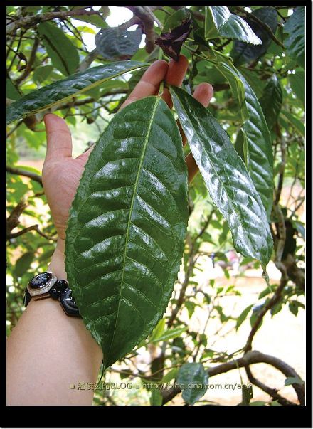 2007/5/12 南糯山栽培型古茶树(勐海-景洪路边) Life tea | 生活禪茶  路边 茶树 糯山 栽培 景洪 勐海   [ 潘俊宏 Arttopan -艺术家 artist ]