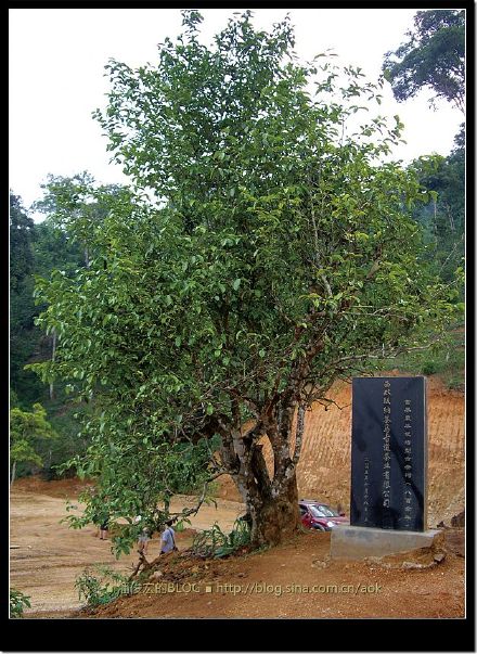 2007/5/12 南糯山栽培型古茶树(勐海-景洪路边) Life tea | 生活禪茶  路边 茶树 糯山 栽培 景洪 勐海   [ 潘俊宏 Arttopan -艺术家 artist ]