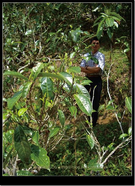 2007/5/12 南糯山栽培型古茶树(勐海-景洪路边) Life tea | 生活禪茶  路边 茶树 糯山 栽培 景洪 勐海   [ 潘俊宏 Arttopan -艺术家 artist ]