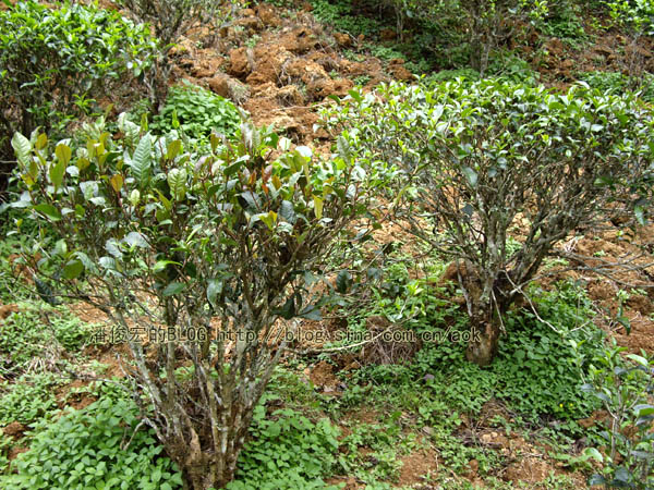 易武(麻黑)-普洱茶的毛茶/潘俊宏 评鉴 Life tea | 生活禪茶  麻黑 评鉴 潘俊宏 毛茶 普洱茶 易武   [ 潘俊宏 Arttopan -艺术家 artist ]