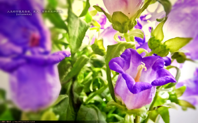 万象映像：彩钟花(风铃草) Canterbury bells(2560x1600壁纸下载) Blog  风铃 映像 彩钟花 壁纸 下载 万象 x canterbury bells   [ 潘俊宏 Arttopan -艺术家 artist ]