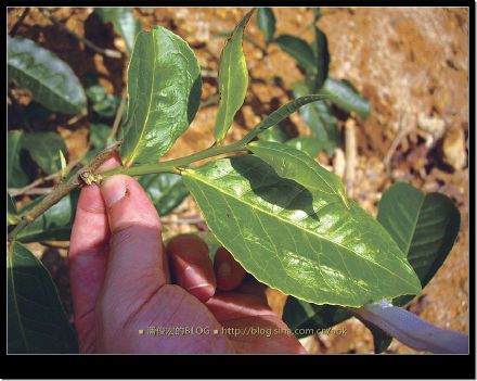 2007/5/12 南糯山栽培型古茶树(勐海-景洪路边) Life tea | 生活禪茶  路边 茶树 糯山 栽培 景洪 勐海   [ 潘俊宏 Arttopan -艺术家 artist ]