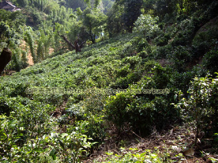 南糯山(半坡寨,台地茶)-普洱茶的毛茶/潘俊宏 评鉴