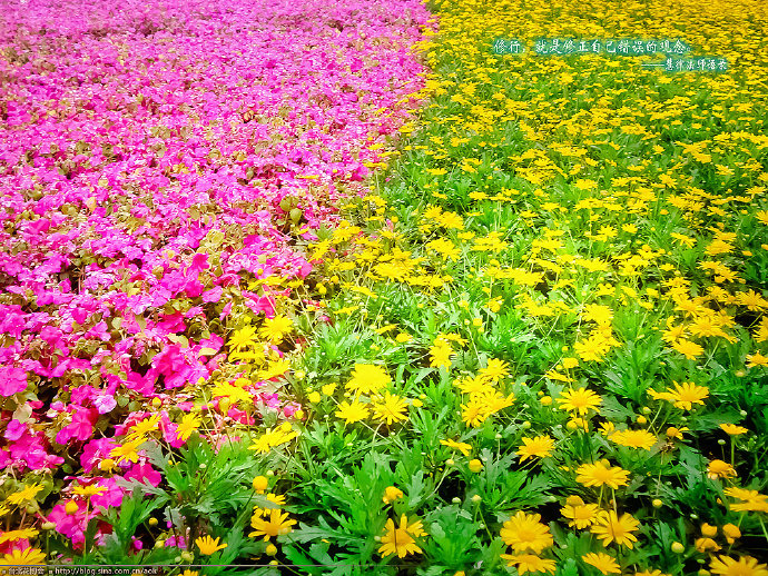 转转-台北花博会/台北国际花卉博览会(桌面壁纸下载) Blog  转转 花博会 花卉 桌面壁纸 国际 台北 博览会 下载   [ 潘俊宏 Arttopan -艺术家 artist ]