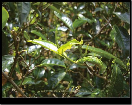 2007/5/12 南糯山栽培型古茶树(勐海-景洪路边) Life tea | 生活禪茶  路边 茶树 糯山 栽培 景洪 勐海   [ 潘俊宏 Arttopan -艺术家 artist ]