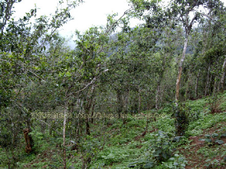 革登(新发寨)-普洱茶的毛茶/潘俊宏 评鉴 Life tea | 生活禪茶  革登 评鉴 潘俊宏 毛茶 普洱茶 新发寨   [ 潘俊宏 Arttopan -艺术家 artist ]